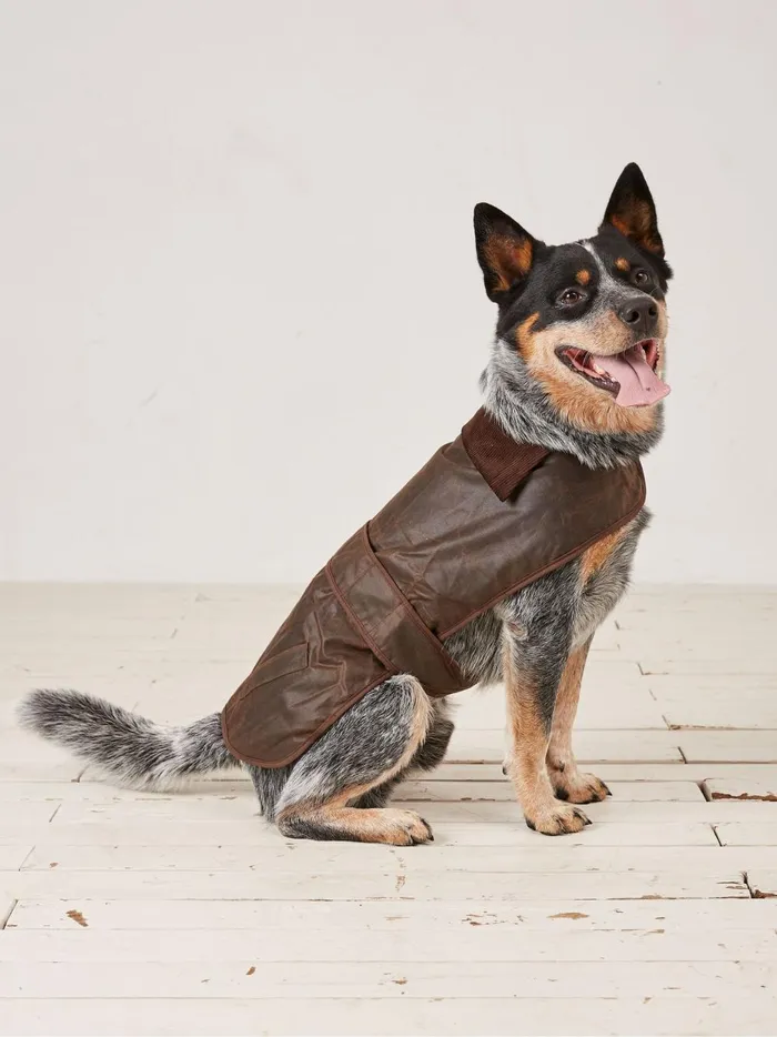 Pet Accessories Fat Face Brown Sussex Dog Coat